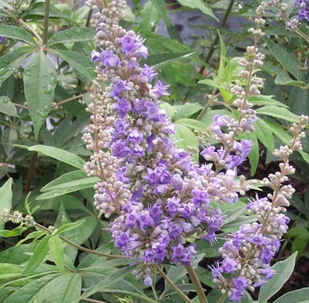 The dried berry fruit of agnus castus can help with menstrual problems